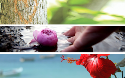 Trauma-Informed Care for AAPI Survivors: 3-Part Webinar Series